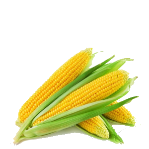 Кочан кукурузы